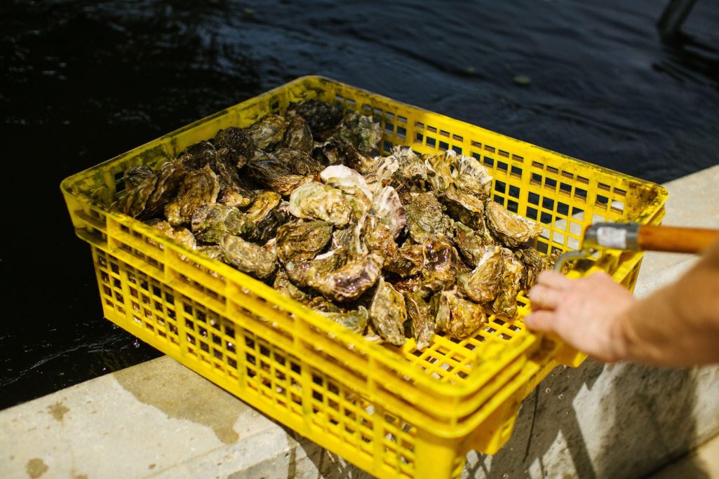 Panier jaune rempli d'huîtres fraîches posé au bord de la claire. 