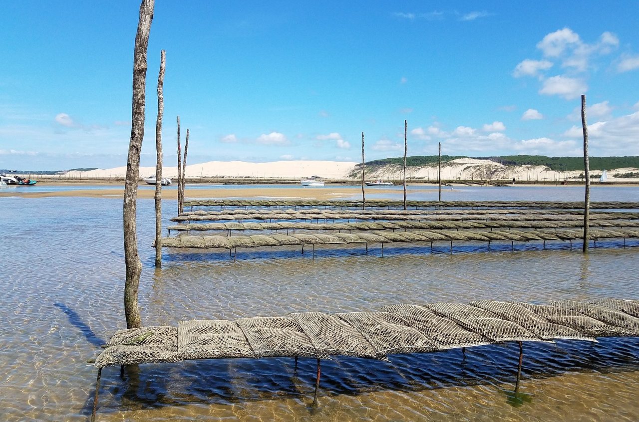 Bassin ostréicole, parc à huîtres, ciel bleu et dunes en arrière-plan.
