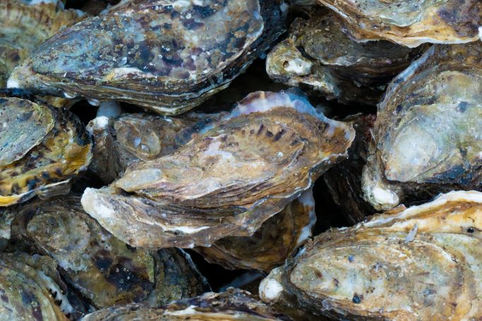 Huitres fermées entassées sur un fond texturé.